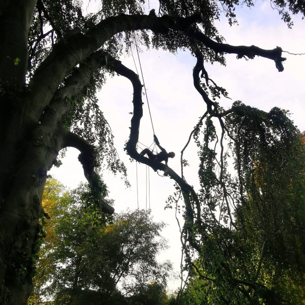 élagueur grimpeur dans les branches d'un arbre